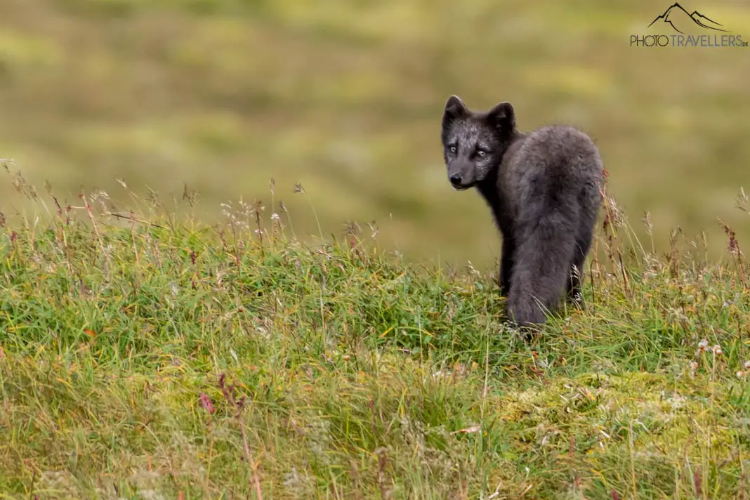 A young Arctic foxes in the remoteness of the Westfjords