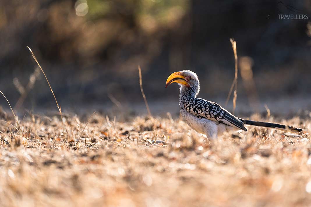 Ein Rotschnabel-Hornvogel in Südafrika