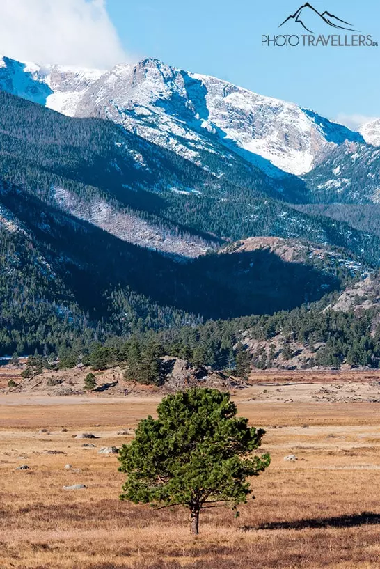 Ein Baum vor hohen Bergen im Rocky Mountain Nationalpark in Colorado