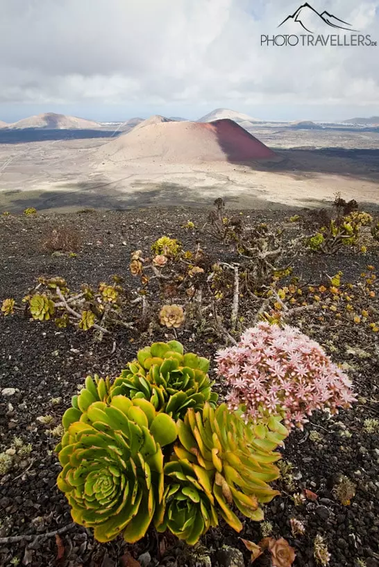 Blume auf dem Vulkan