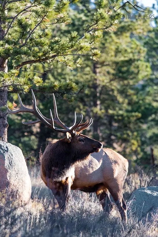 Ein Hirsch im Rocky Mountain Nationalpark
