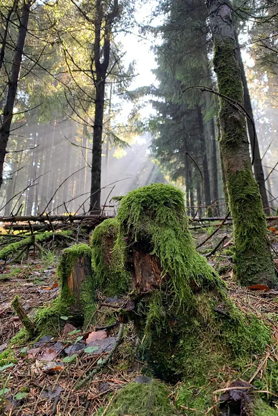 Waldbilder