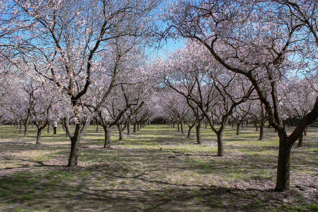 The almond blossom in Parque Quinta de los Molinos