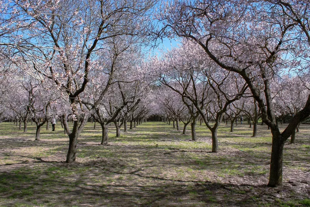 Die Mandelblüte im Parque Quinta de los Molinos