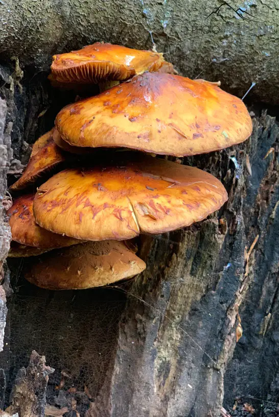 Pilze an einem Baumstamm