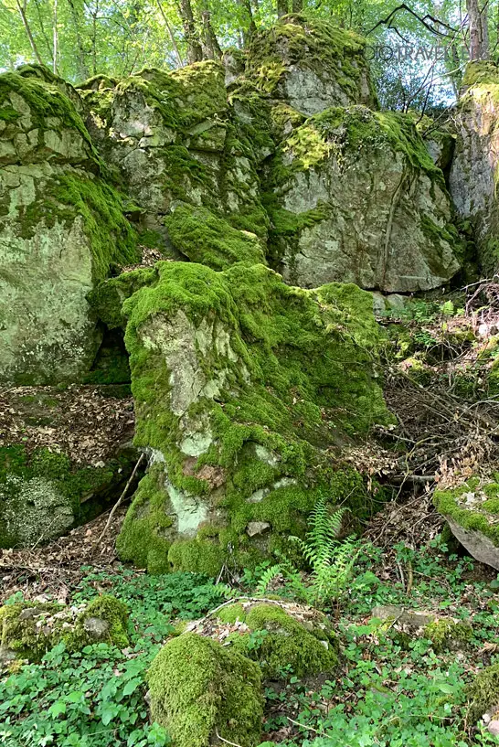 Mit Moos bewachsene Steine im Schwarzwald