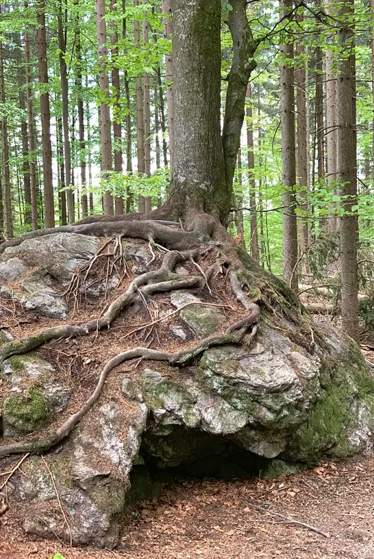 Ein uriger Baum im Nationalpark Bayerischen Wald