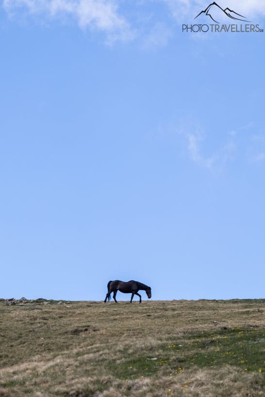 Ein einsames Pferd auf der Hochebene