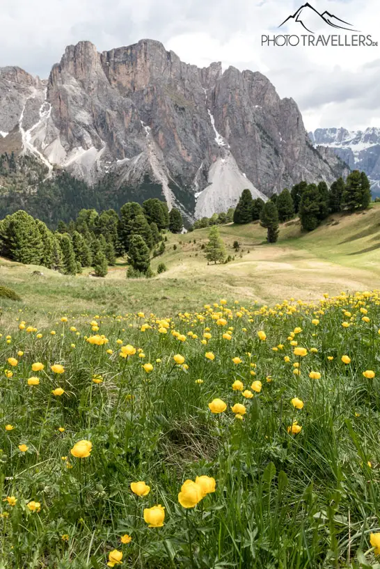 Alpenblumen vor einem Berg