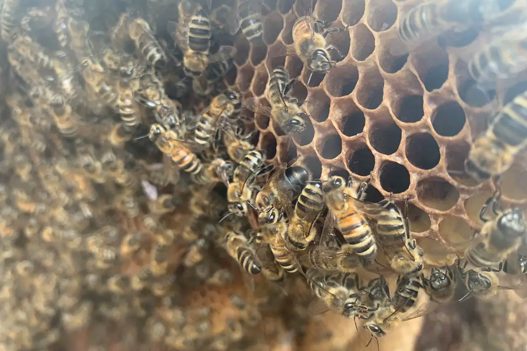 Blick in den Bienenschaukasten