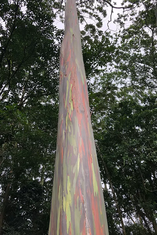 Regenbogenbaum im Urwald