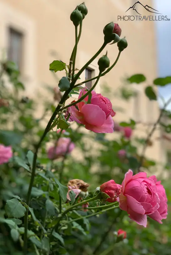 Rosen auf Schloss Rosenburg