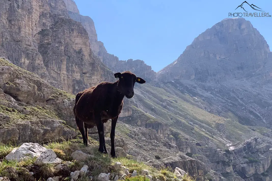 Ein Schaf vor der Bergkulisse