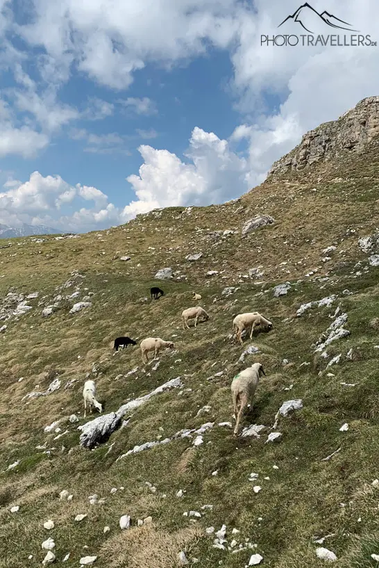 Schafe beim Weiden
