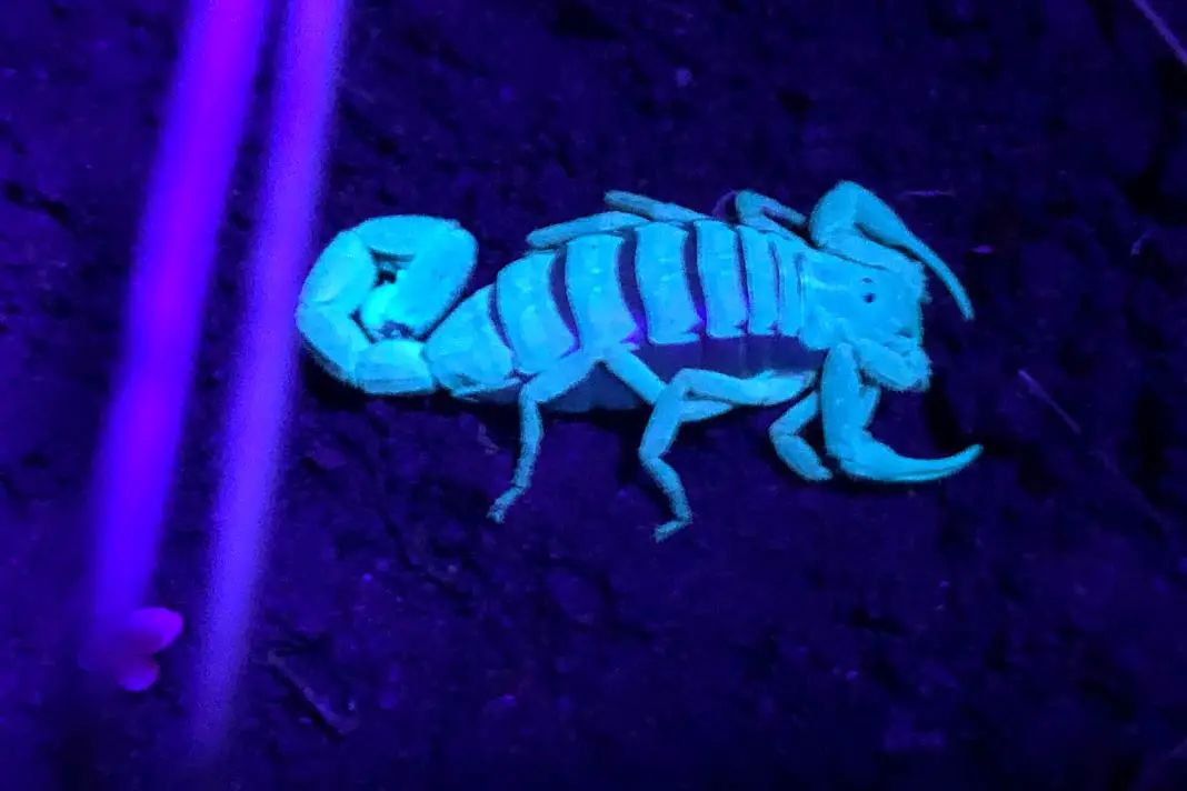Scorpion nachts