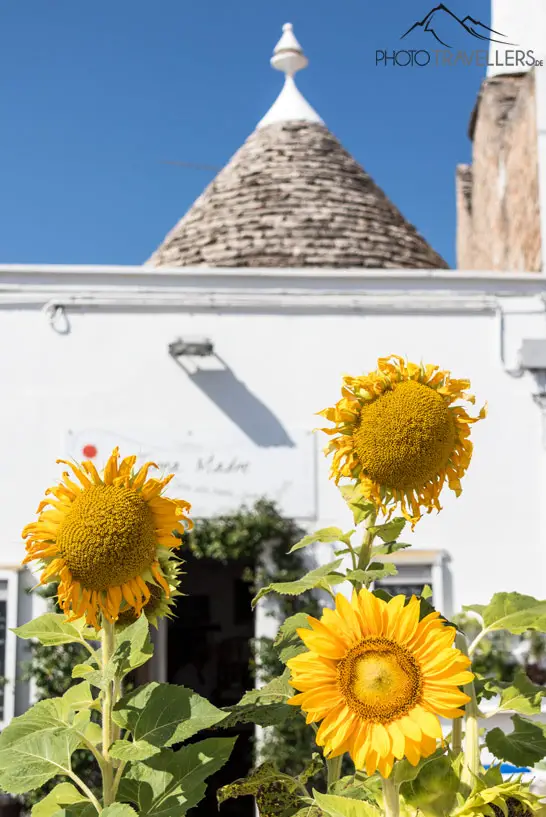 Sonnenblumen in Alberobello