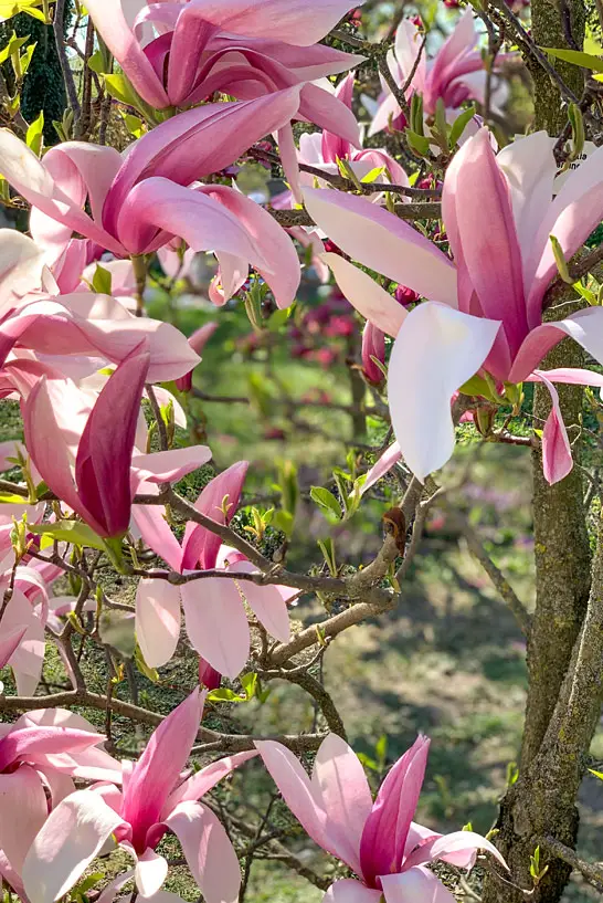 Magnolien im Rosengarten