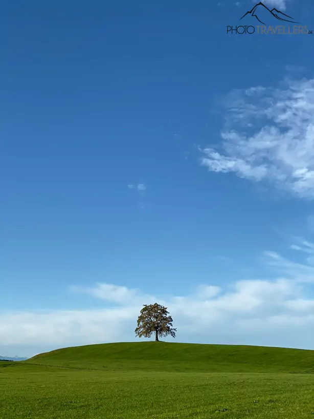 Smartphone-Testfoto mit einem einsamen Baum auf einer Wiese