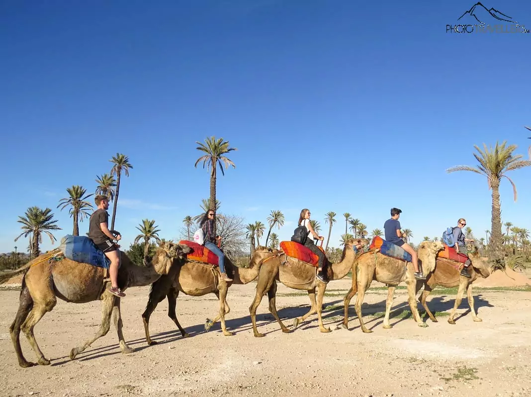 Kamelreiten in Marrakesch