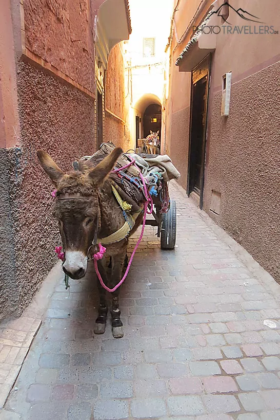 Ein Esel in der Straße von Marrakesch