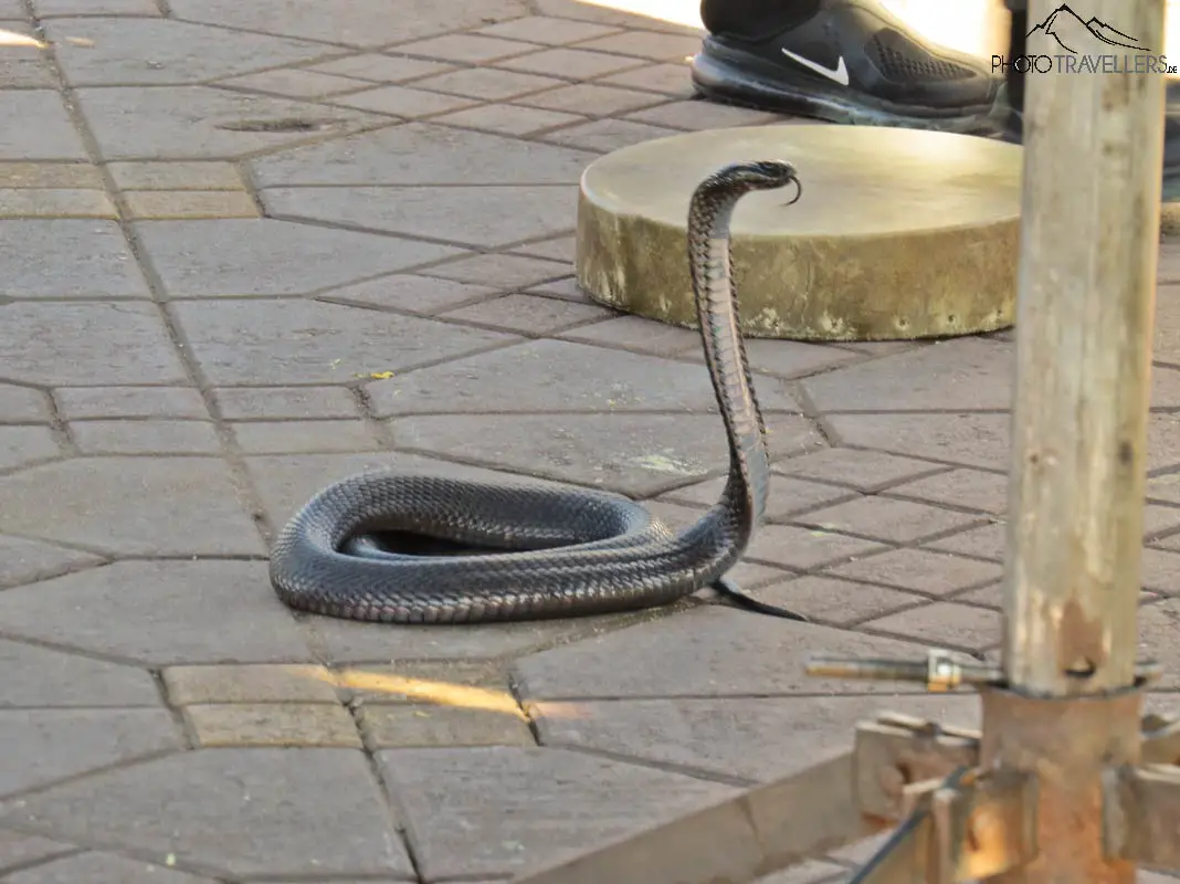 Schlange in Marrakesch