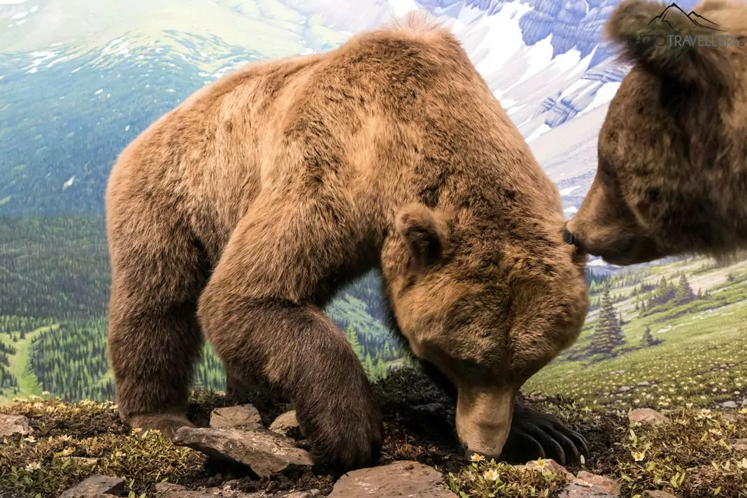 Ausgestopfte Bären im Royal Alberta Museum