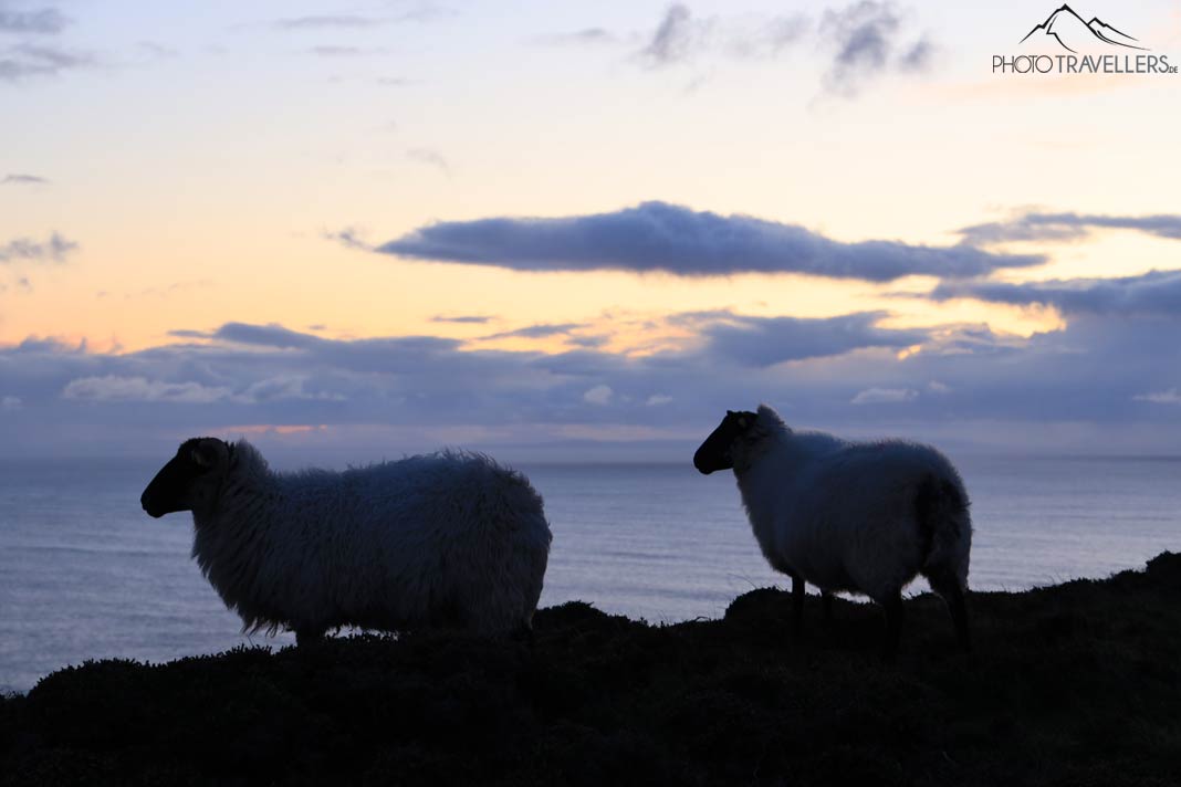 Unbearbeitetes Testbild der Canon EOS R mit Schafen vor dem Sonnenuntergang am Meer