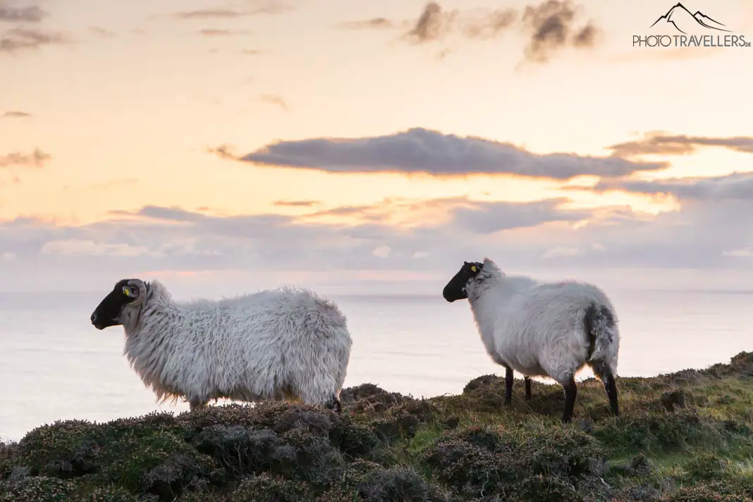 Schafe liefern uns Menschen einen wertvollen Rohstoff: Merinowolle