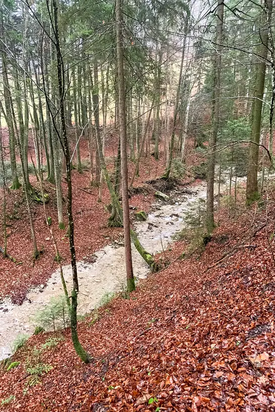 Ein kleiner Bach im Wald