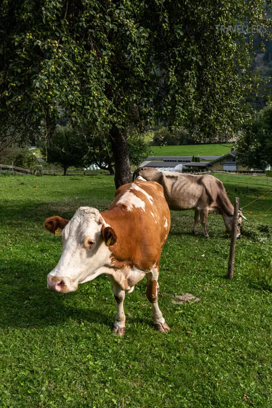 Milchkühe in Kärnten