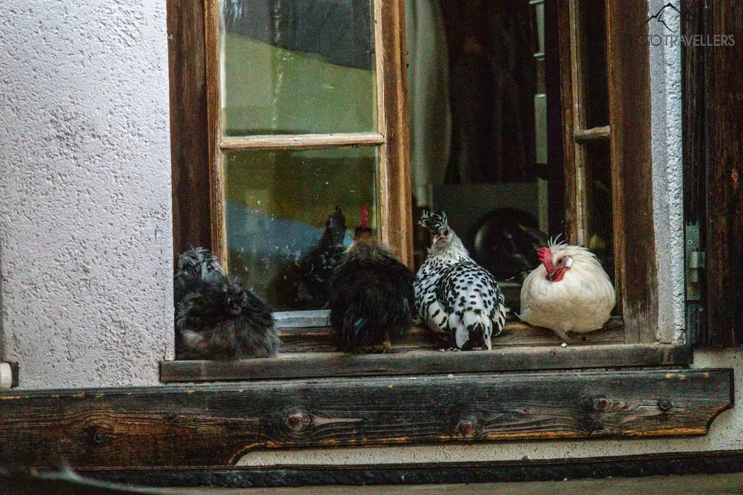 Hühner auf der Fensterbank