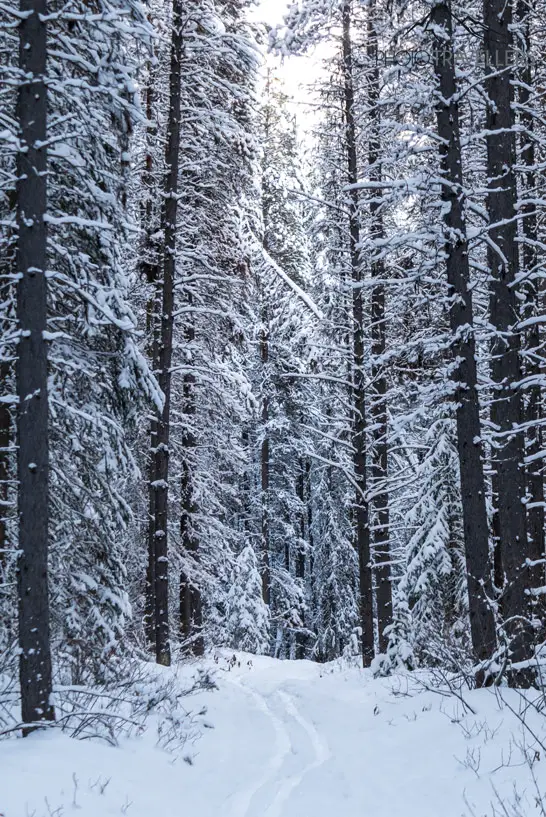 Weg durch einen verschneiten Wald