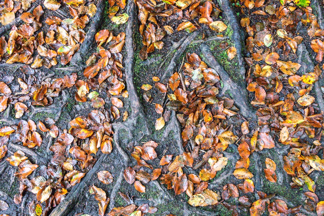 Wurzeln mit Herbstlaub auf dem Alpe Adria Trail