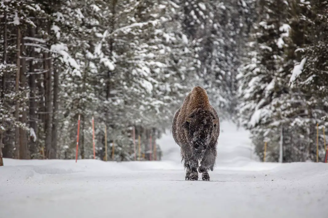 Ein Bison im Winter im Yellowstone Nationalpark