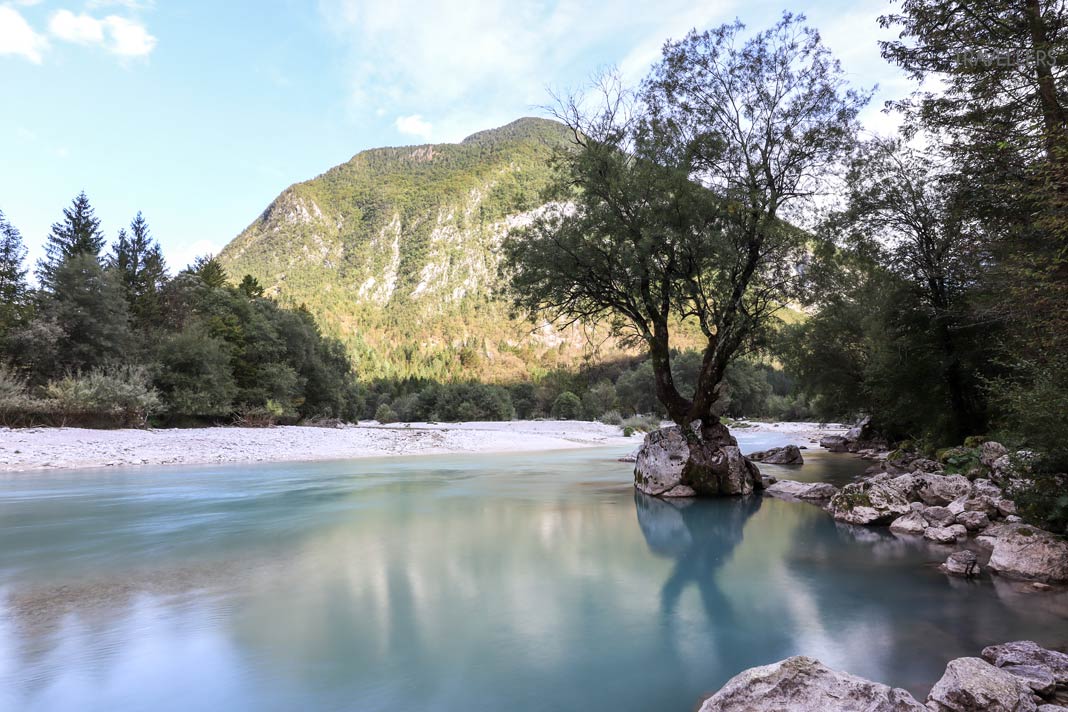 Einzelner Baum auf einem Stein