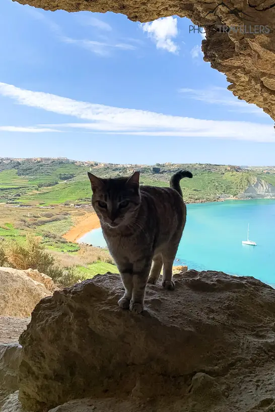 Eine Katze in der Tal-Mixta Cave