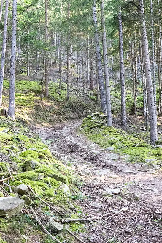 Waldweg auf dem Alpe Adria Trail