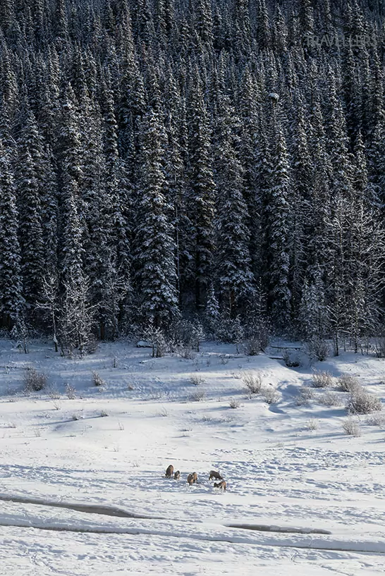 Wildlife im Winter im Jasper Nationalpark