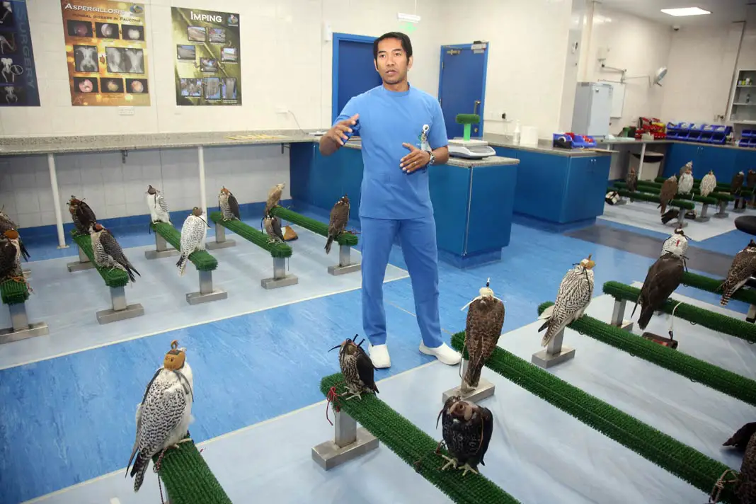 Im Falken-Krankenhaus sitzen die Falken und werden behandelt