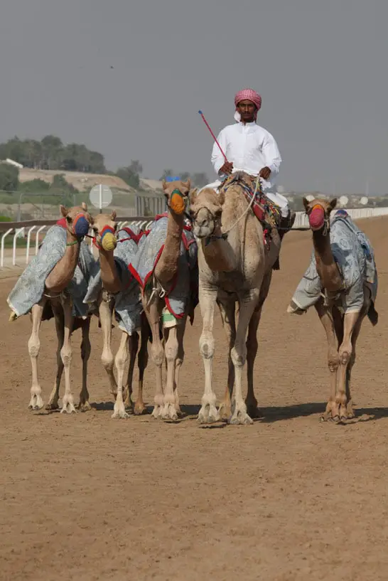 Kamele bei einem Rennen