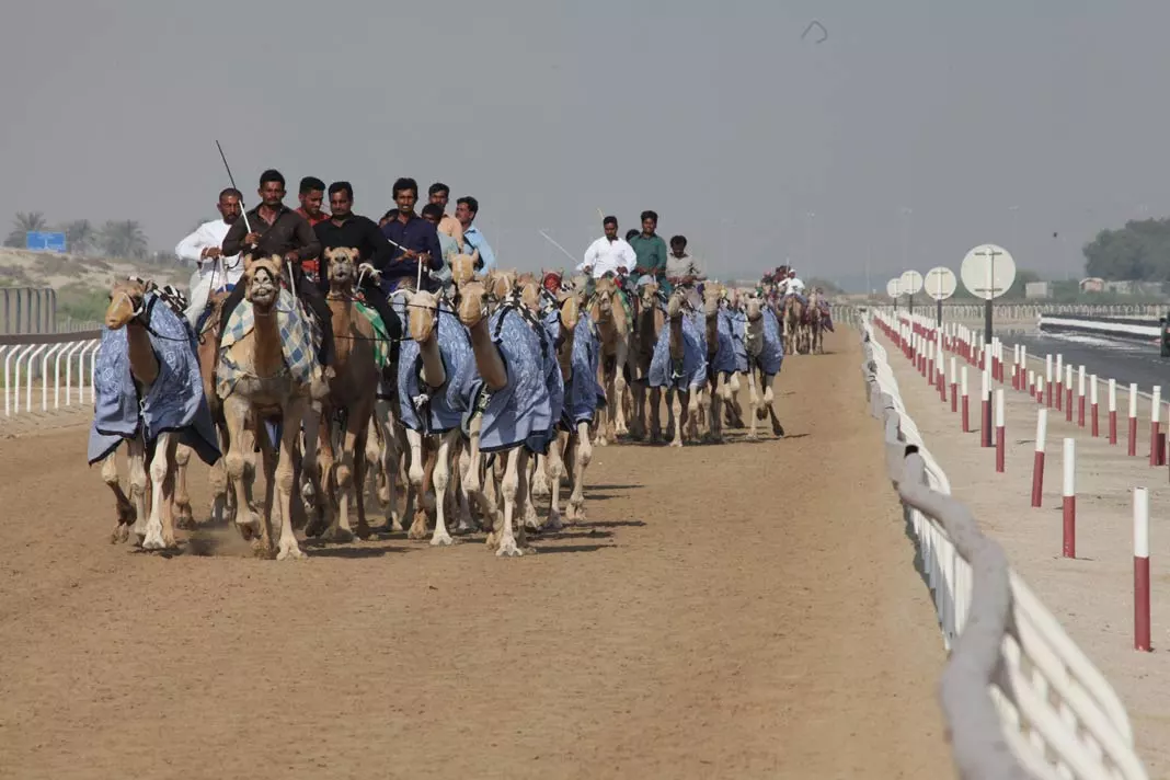 Die Kamel Rennen in Abu Dhabi