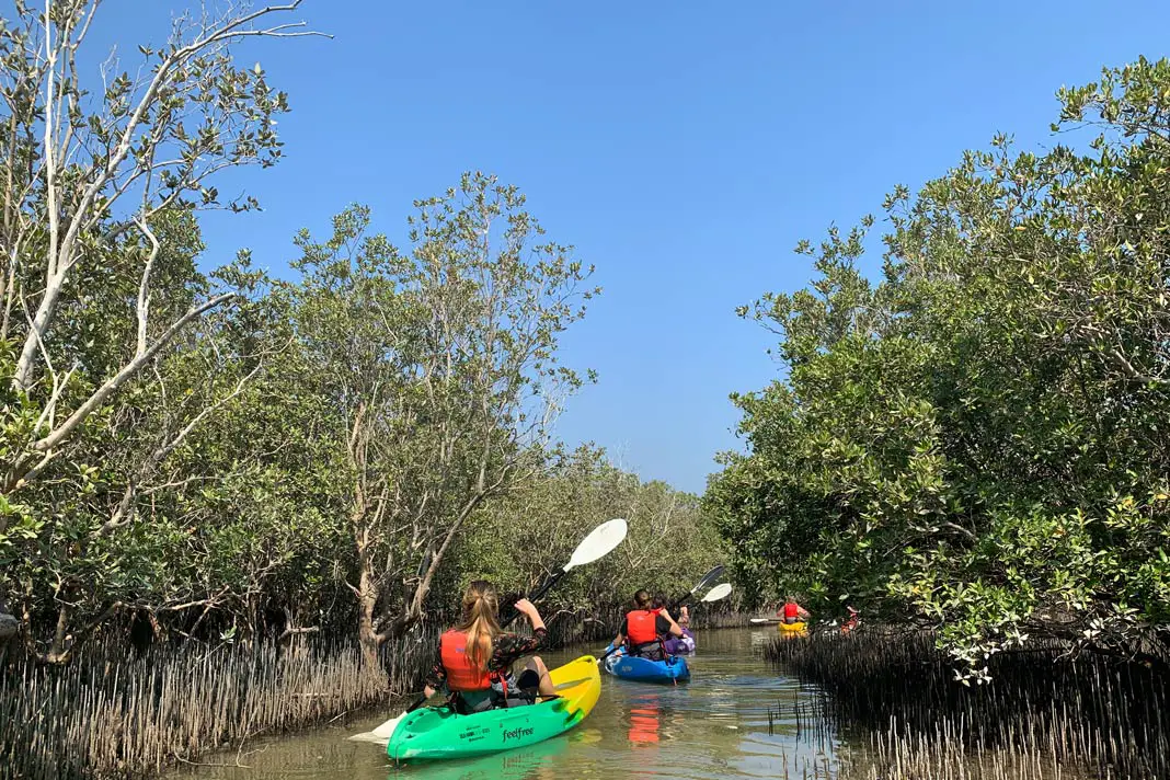 Fahrt durch die Mangroven-Wälder 