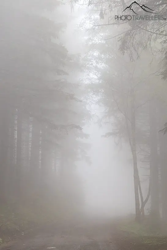 Geisterhafte Nebelstimmung im Wald