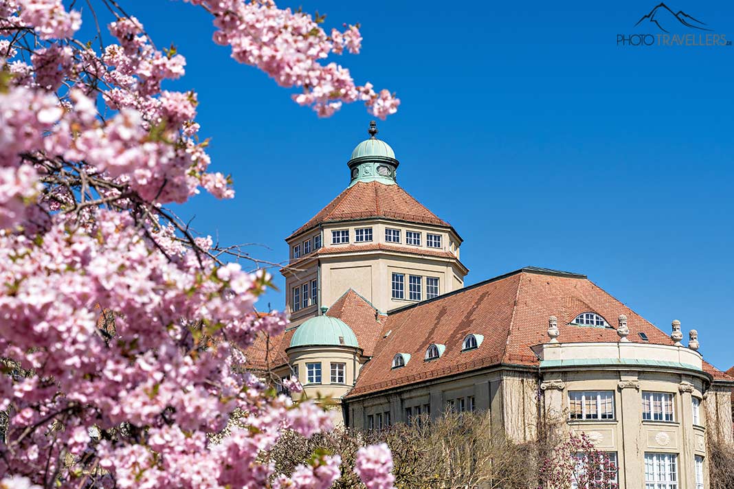 Rosa blühender Kirschbaum vor dem Gebäude des Botanischen Gartens, München