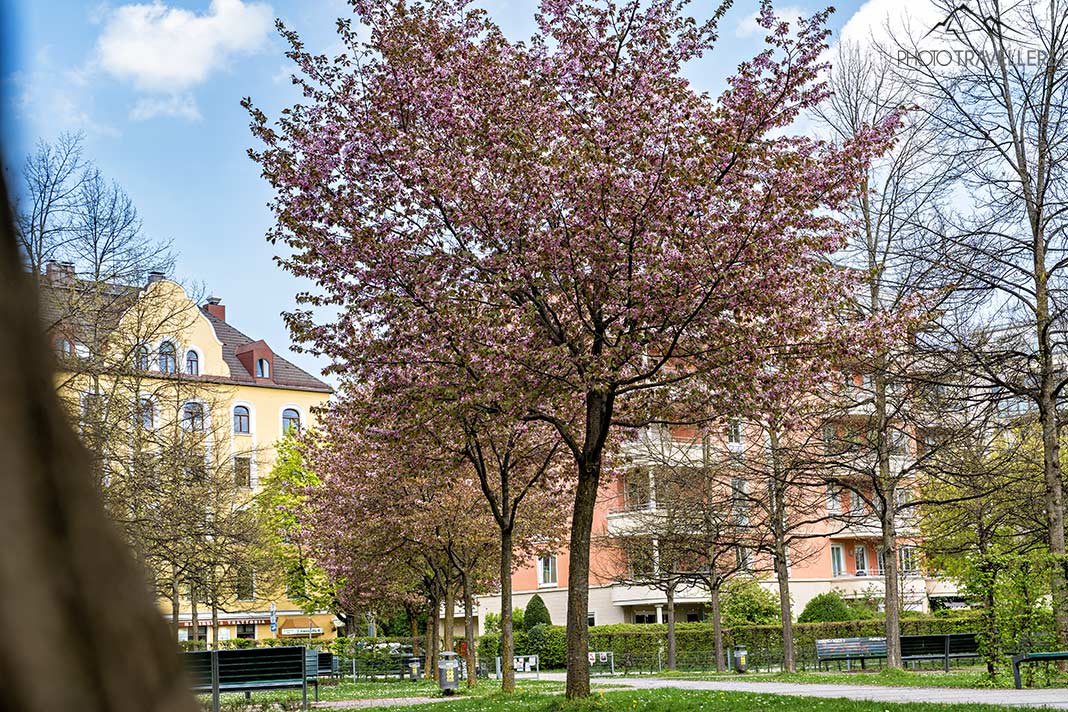 Rosa blühende Kirschbäume auf dem Raketen-Spielplatz, München