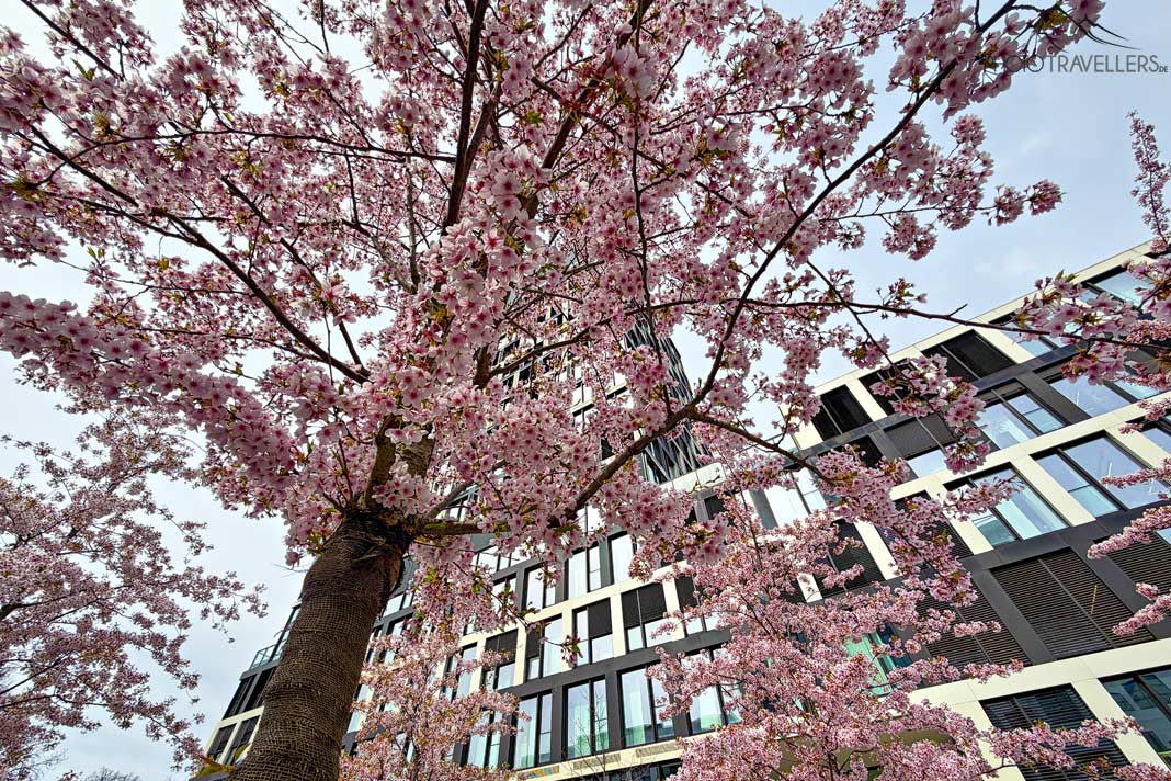Rosa Kirschblüten im Werksviertel, München