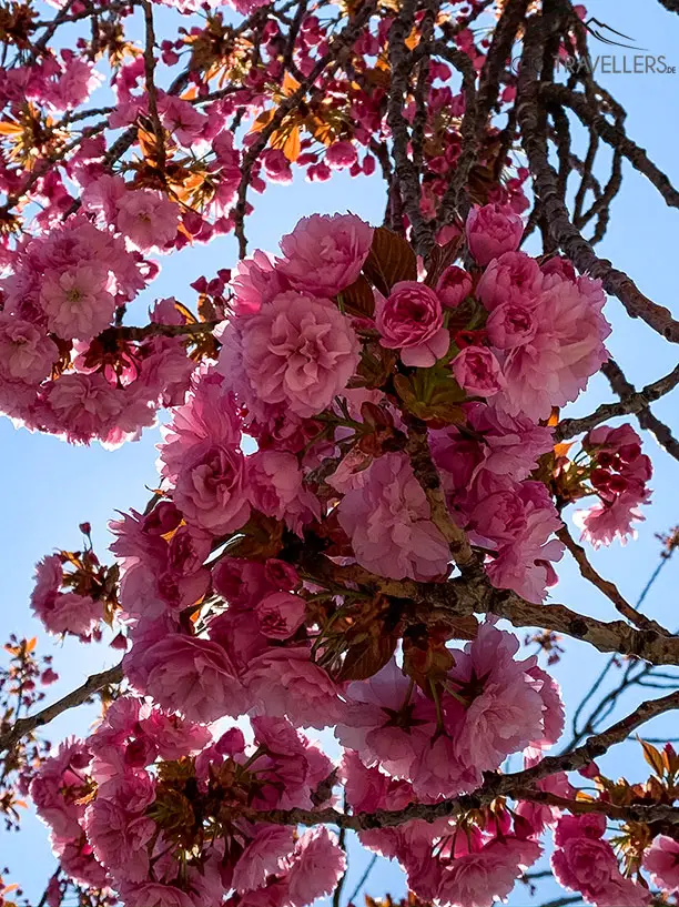 Japanische Kirschblüte am Westfriedhof