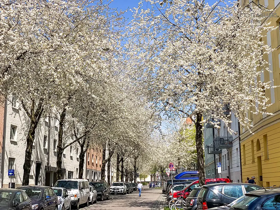 Diese Straße ist komplett voller Kirschbäume