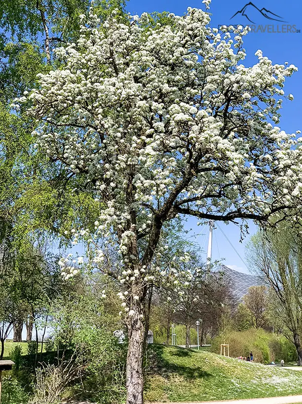 Weiße Kirschblüte im Olympiapark