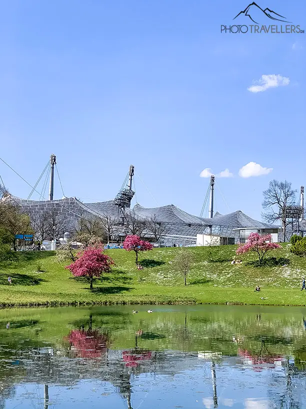 Japanische Kirschblüte - Sakura - auch im Olympipark